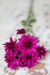 Purple chrysanthemum on the white wooden table