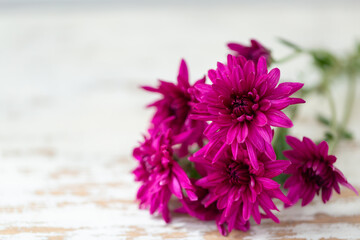 Purple chrysanthemum on the white wooden table