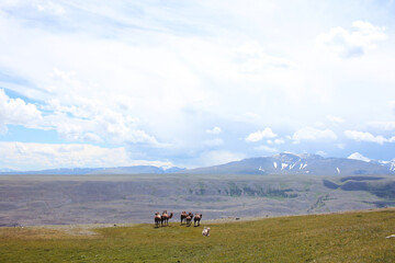 A caravan of wild camels, in which the leader is an albino, against the background of the Altai steppe and mountains