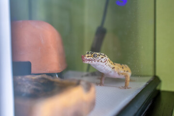 ヒョウモントカゲモドキ レオパードゲッコー 爬虫類 ヤモリ トカゲ