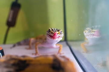 ヒョウモントカゲモドキ レオパードゲッコー 爬虫類 ヤモリ トカゲ