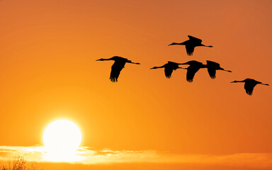 Fototapeta na wymiar Birds are flying over sunrise sky