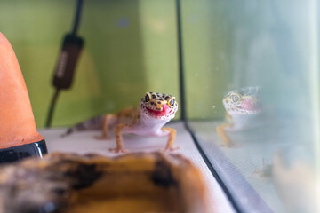 ヒョウモントカゲモドキ レオパードゲッコー 爬虫類 ヤモリ トカゲ