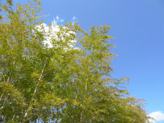 竹林と青空