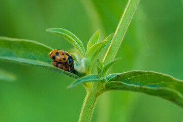 lady bug