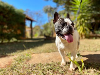 Fototapeta premium french bulldog puppy