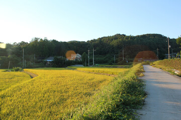 autumn golden rice field and road in countryside.