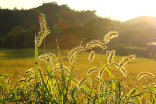 a foxtail in the sunset