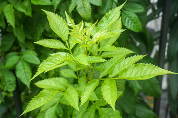 bright green plant growing in rainy season