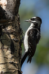 A hairy woodpecker searches for a meal in Wyoming.