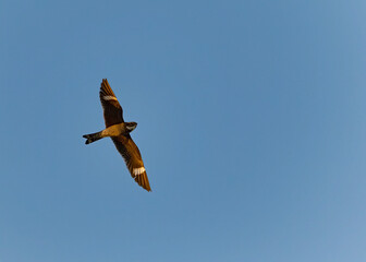 A common nighthawk searches for flying insects in Wyoming's evening sky.