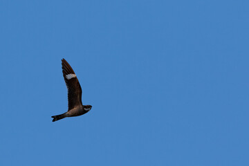 A common nighthawk searches for flying insects in Wyoming's evening sky.