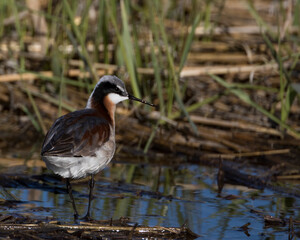 A Wilson's phalarope in its natural wetland habitat