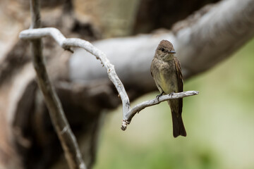 A western wood-pewee perches on a limb in Wyoming.