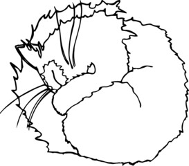 Cute cat sleeping curled up in a ball.