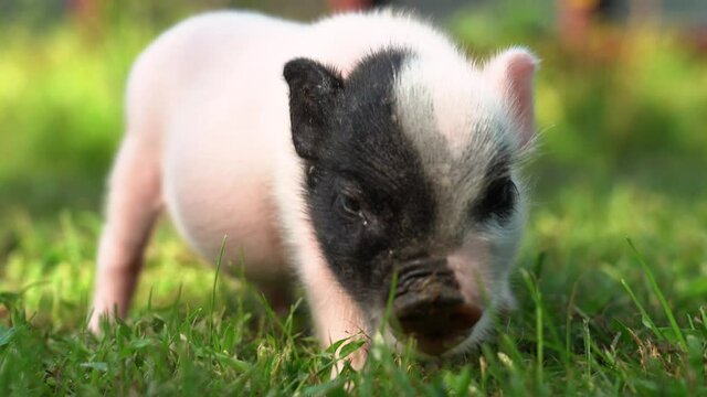 Cute baby piglet eating grass in a field.