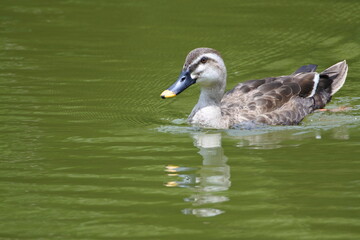 Young eastern spot billed duck is swimming forward on the pond. Side face.