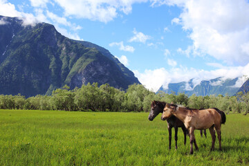 Fototapeta na wymiar Two brown young horses graze on a lush green meadow surrounded by hills, mountains and forest