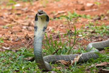 Angry king cobra in attack position