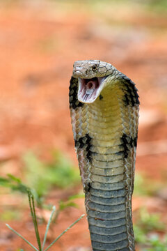 Angry king cobra in attack position