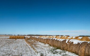 Fototapeta na wymiar hay bales in winter
