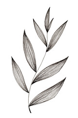 Hand drawn illustration of simple leaf and foliage branch isolated on white background using black...