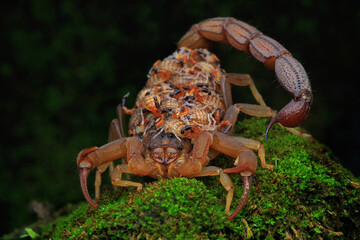 A scorpion mother (Hottentotta hottentotta) is holding its babies to protect them from predator...