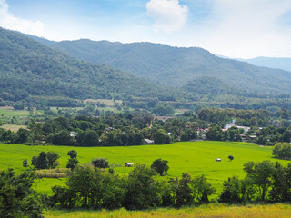 Obraz premium Landscape rice fields with mountain background