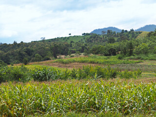 Fototapeta na wymiar Corn trees st agricultural field with mixed plantation in the mountains