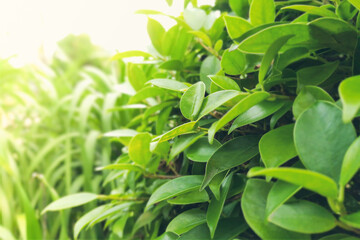 Green leaves in garden with sunlight in the morning.Background and wallpaper.