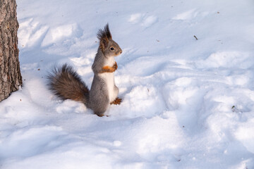 Squirrel standing on its hind legs on the white snow.