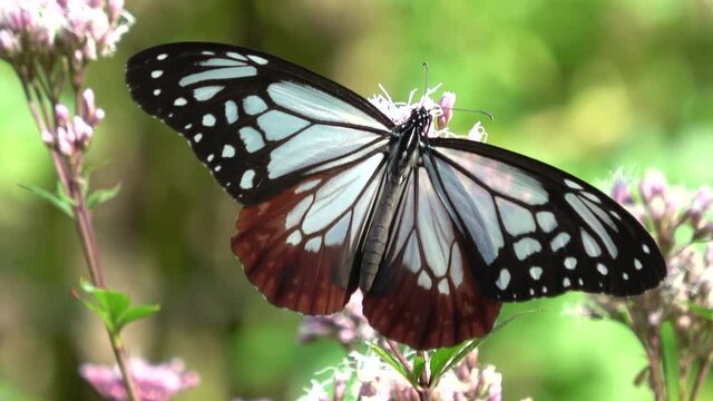 Parantica sita, the chestnut tiger butterfly feeding on nectar in Hiroshima, Japan. Asagimadara. Close up shot. 4K 