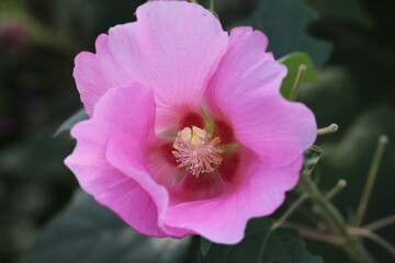 Fototapeta na wymiar 秋の公園に咲くフヨウのピンクの花