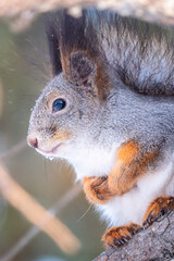 The squirrel with nut sits on a fir branches in the winter or autumn.