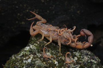A scorpion mother (Hottentotta hottentotta) is holding its babies to protect them from predator attacks.

