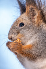The squirrel with nut sits on blue sky background in the winter or autumn.