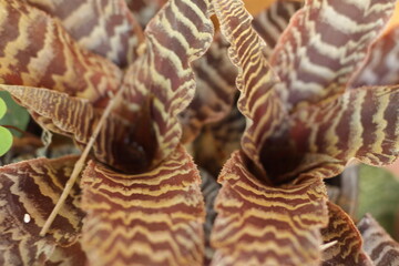 hermosa planta rayada blanco y morado 