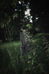 Detail of grass in an old abandoned cemetery