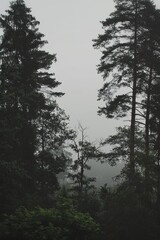 Misty forest in rain