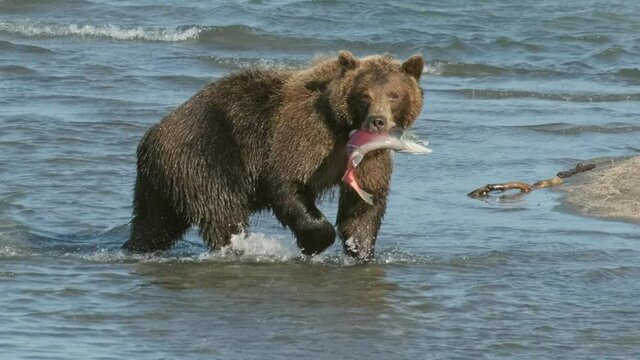 Fishing brown bear with salmon on the river