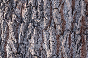 Cork oak tree bark texture. Old Tree bark texture. Natural background