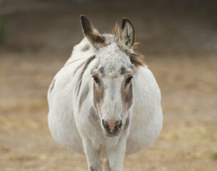 close up donkey portrait brown and white cute with long  fuzzy ears staring into camera with one ear back in barnyard on small farm