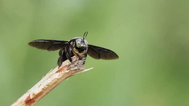 closeup view of a carpenter bee in nature