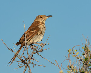A brown thrasher perches momentarily on a branch.
