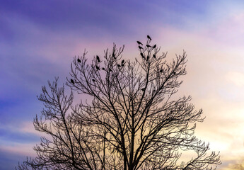 Black birds scattered on silhouette of tree