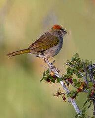 A green-tailed towhee perches on a branch in the American West