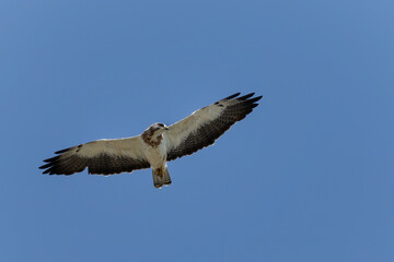 A Swainson's hawk soars in the blue Wyoming sky.