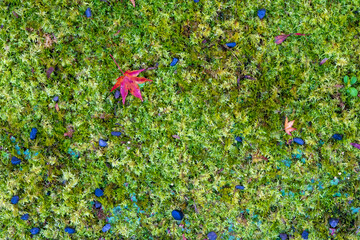 秋 紅葉 葉 植物 寺 神社 風景