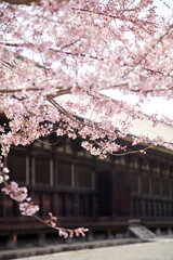 桜と三十三間堂本堂