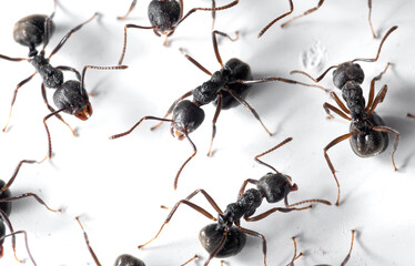 Macro Photo of Group of Black Ants are Sitting on White Wall